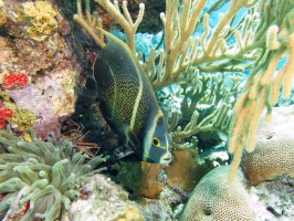 Juvenile French Angelfish IMG 7420